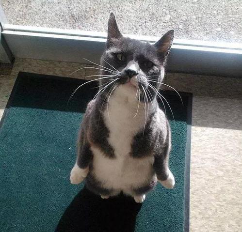 吃瓜系列猫,揭秘猫咪的“美食侦探”生活