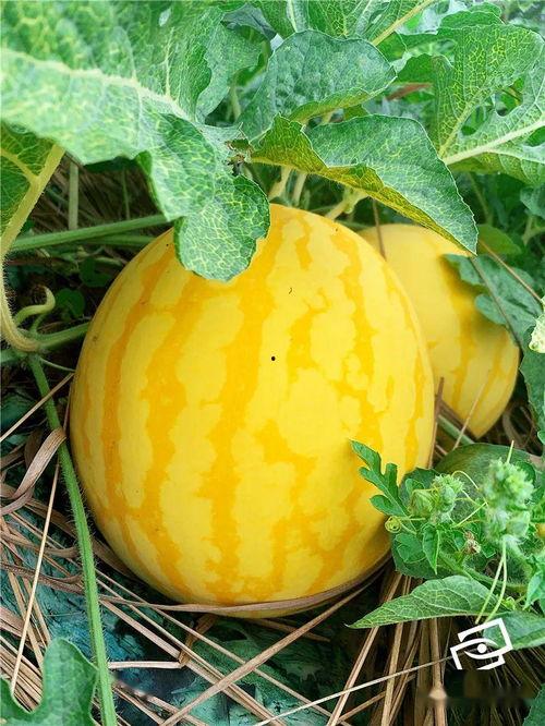 吃海瓜,揭秘海瓜的独特风味与营养价值