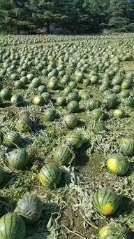 峡山吃瓜事件,一场引发社会热议的食品安全风波