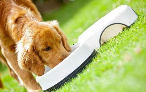 狗子吃吊瓜,吊瓜美食之旅