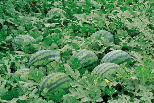 吃瓜小熊阳台种菜,绿色生活新时尚