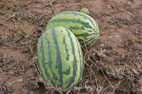 吃瓜基地小,一场别开生面的“瓜界”盛宴