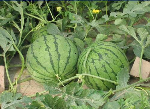 长垣最近吃瓜事件,揭秘背后真相与网络舆论风暴