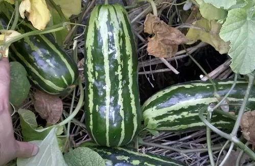 手里的瓜怎么吃,解锁手中瓜果的多样美味吃法